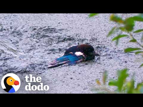 Guy Climbs Into Deep Mud To Save A Magpie | The Dodo