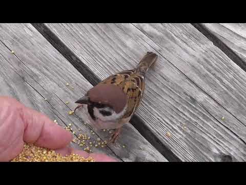 可愛いすずめ達  サキッチョ君 20211121pm 16（ベンチ 午後）