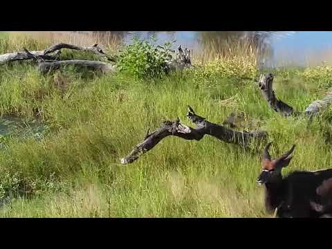 Djuma: Nyala bull - 16:30 - 03/13/21