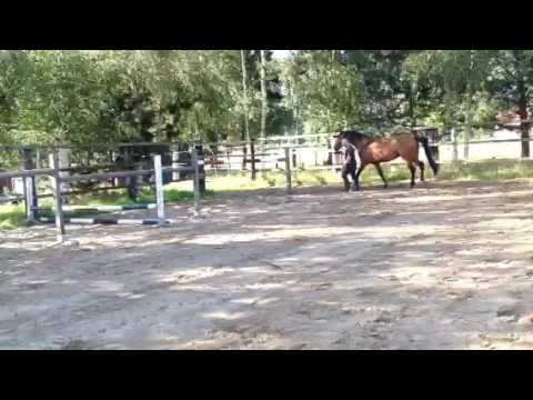 Verona V Z , mare 2011