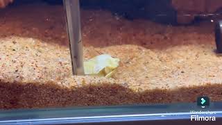 食事中　テキサスドワーフザリガニ