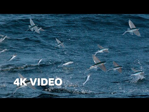 Flying Fish Picked Off From Above And Below | 4K UHD | The Hunt | BBC Earth