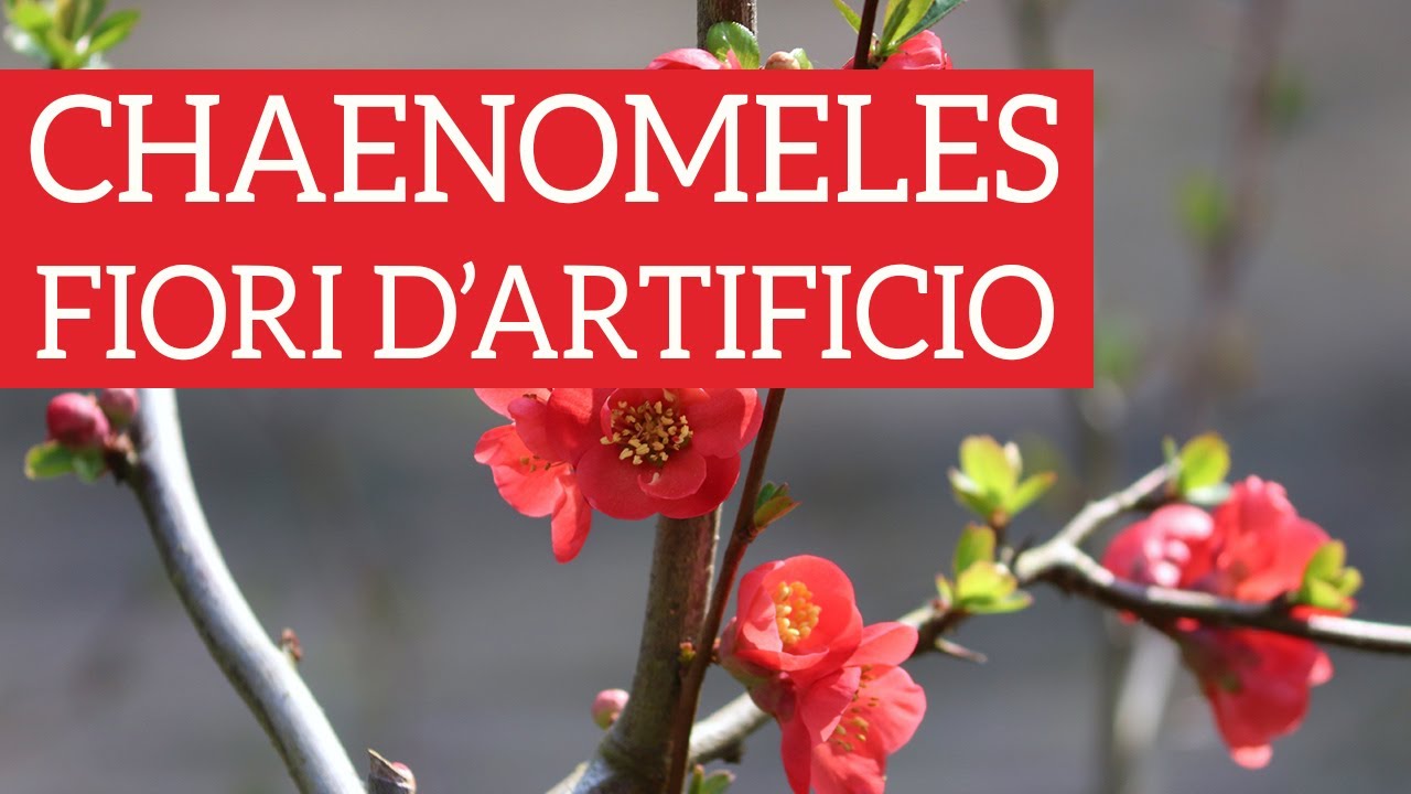 Watch Now Chaenomeles, il Fior di pesco super resistente Chaenomeles, il Fior di pesco super resistente
