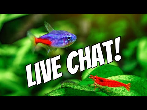 Let's Talk About YOUR Fish Tanks