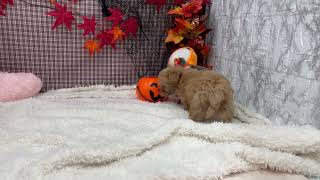 ハーフ犬の動画01