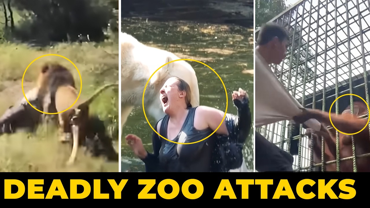 Shocking Zoo Animal Attacks Caught on Camera - Part.1