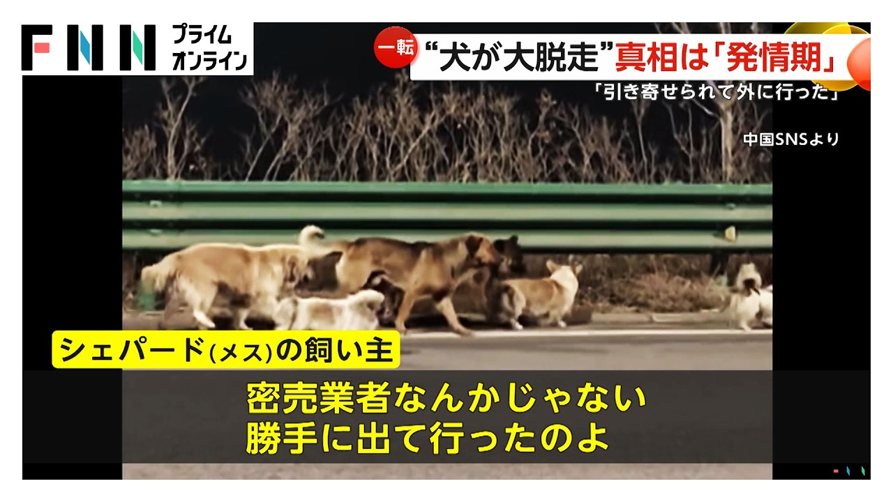 中国SNSで話題の“犬7匹の大脱走”はフェイク？ “誤情報”が拡散 感動ストーリーの真相はまさかの「発情」（2026年03月25日）