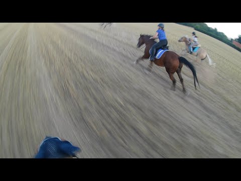 [Gopro] Galopp auf dem Stoppelfeld