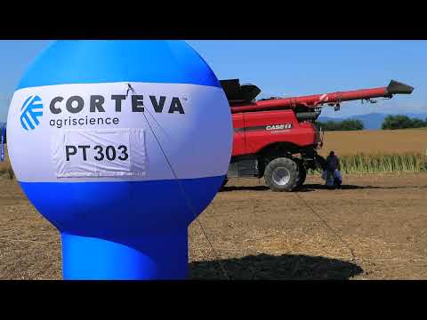 CORTEVA HARVEST DAY _TCE Piatra Neamt_28 07 2023_Recoltare hibrizi rapita PT303, PT298, PT314, PT315