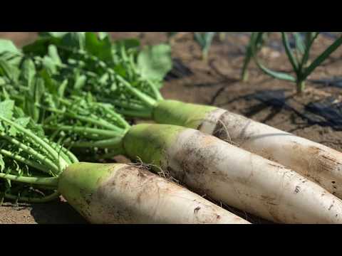 大根の収穫時期と方法は？ + 栽培、播種、メンテナンス  庭園