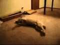 The Sleep Walking Dog