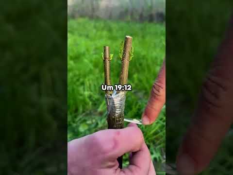Sie verpassten meine Hochzeit?! #shorts #reddit #story #satisfying #redditstory