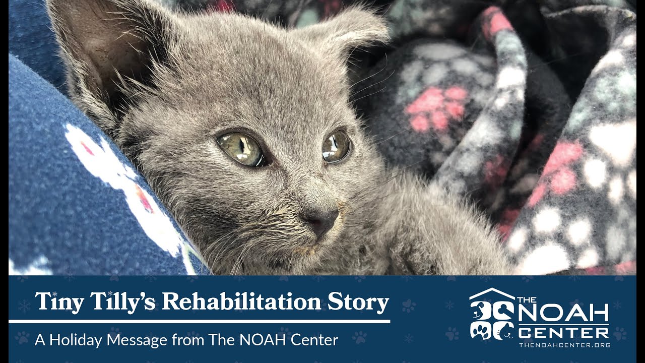 Tiny Tilly's Story: A Holiday Message from The NOAH Center