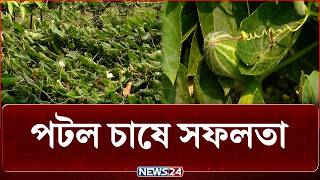 পটল চাষে ঘুরেছে রংপুরের কৃষকদের ভাগ্যের চাকা