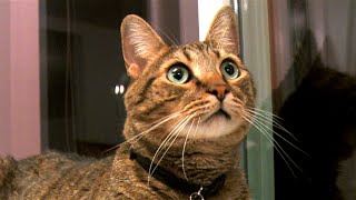 Cats Explore NEW HOME in Alaska!