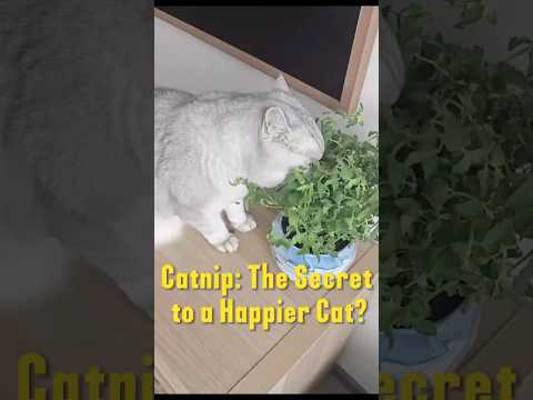Catnip The Secret to a Happier Cat? #cat #catbehavior #cats #pets #funny #funnycats