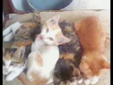 kitties.wmv