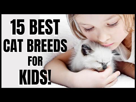 Cats 101 : 15 Best Cat Breeds for Kids