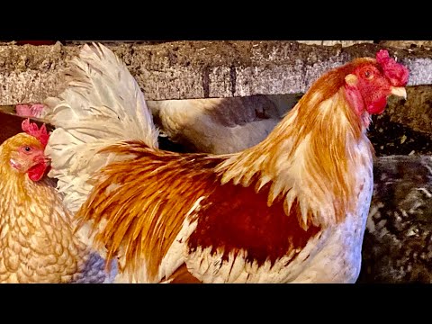 Теплая подстилка в курятник‼️/ Как она работает/ Выбор за вами, а мы пользуемся давно‼️