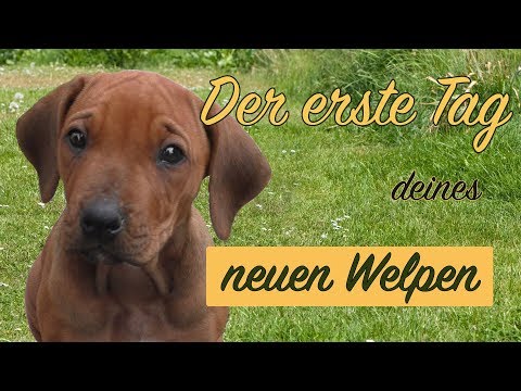 Neuer Welpe zieht ein, Welpen am ersten Tag im neuen Zuhause eingewöhnen