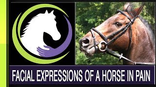 Recognizing Facial Expressions of a Horse in Pain: Part three of a four part series