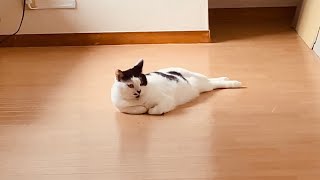 フロア全体を贅沢に使ってくつろぐね