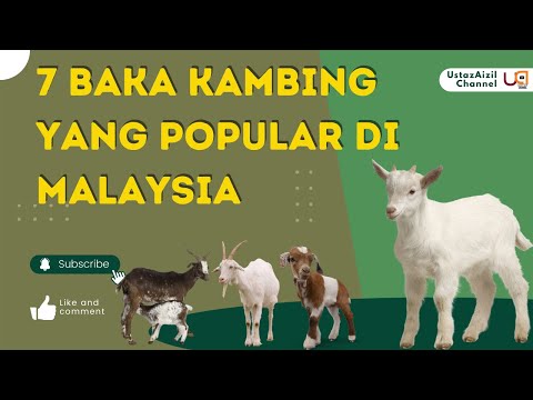 , title : '7 Baka Kambing Yang Popular di Malaysia'