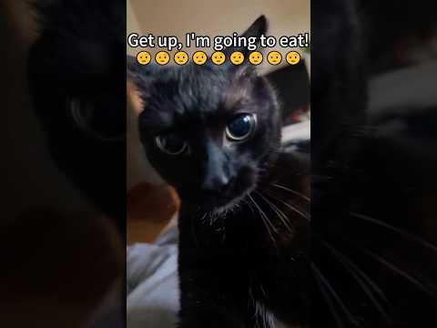 🥰🥰Funny Black Cats #blackcat#hiss #drama#fyp #funny #catfortiktok #cat #pets #cute #foryoutube