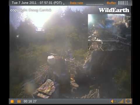 7,52am mum starts to feed fish heads then stops on guard .[1047].wmv