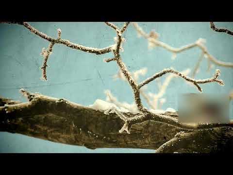 البقرة البقرة