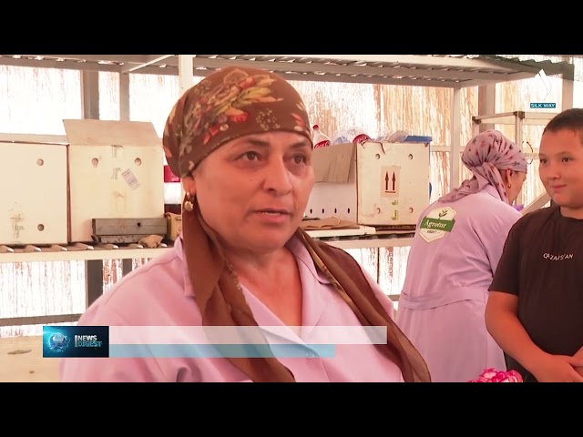 Türkistan ilinde modern teknolojiyle Hollanda gülleri yetiştiriliyor