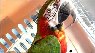 🥝kiwi's beak has been trimmed✂️
