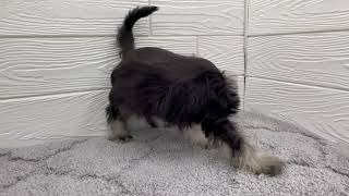 ミニチュアシュナウザーの動画01