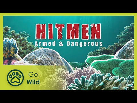 Boxing shrimps to chomping sharks - Barneys Barrier Reef 2/20 - Go Wild