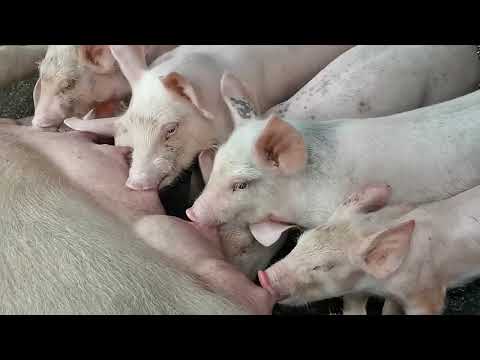 Lactating Pigs Sow (Mother) Feeding Piglets, Swine Feeding, Backyard Animals