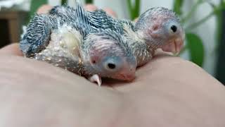 小さな小さな恐竜ちゃん🐣