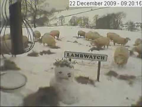 Feeding Sheep In Snow