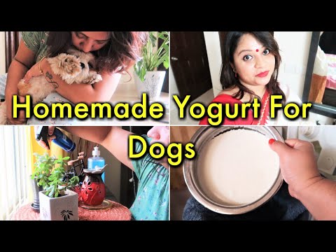 Homemade Yogurt For Dogs | Easy Dog Treats For Summer | My Morning To Night Routine in Lockdown Video