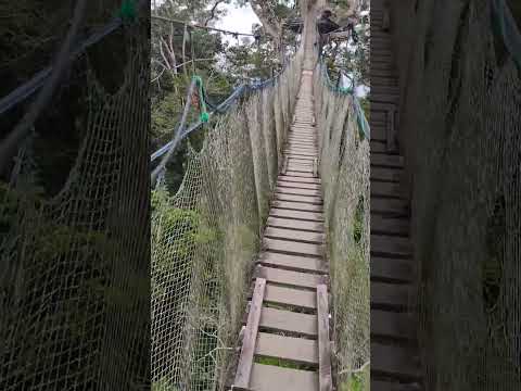 A 30 metros del suelo: caminando sobre la selva amazonica de Tambopata 🌿