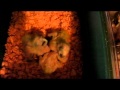 Cockatoo Babies 6 15 2013