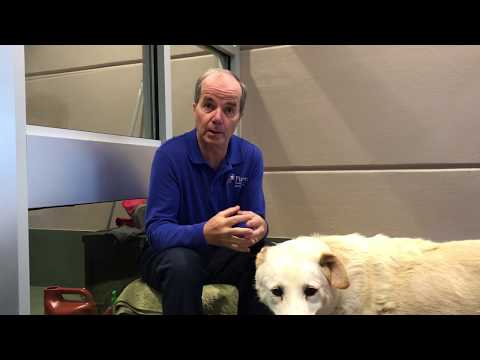 Ready with Ron: Preparing Your Pet for an Emergency