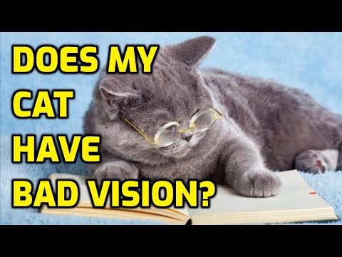 Do Cats Ever Need To Wear Glasses?