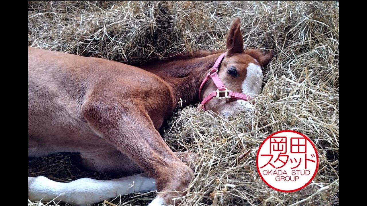 メロディーレーン2026 生後2週間目の様子