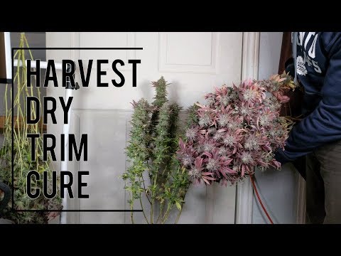 ORGANIC CANNABIS HARVEST. FULL PROCESS: DRYING, TRIMMING, CURING Video