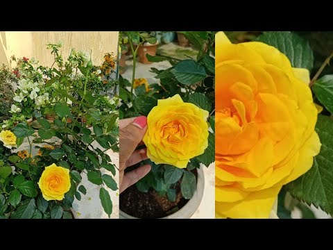 My Beautiful Yellow Rose#RoseCare20-21#Shorts Fahmida's Gardening