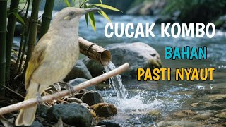 Download lagu Masteran cucak kombo gacor ngeriwik buat burung bahan mp3 Download lagu Masteran cucak kombo gacor ngeriwik buat burung bahan mp3
