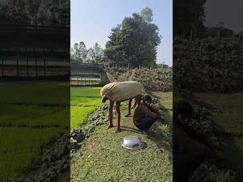 There is a funny cow next to the man.77777