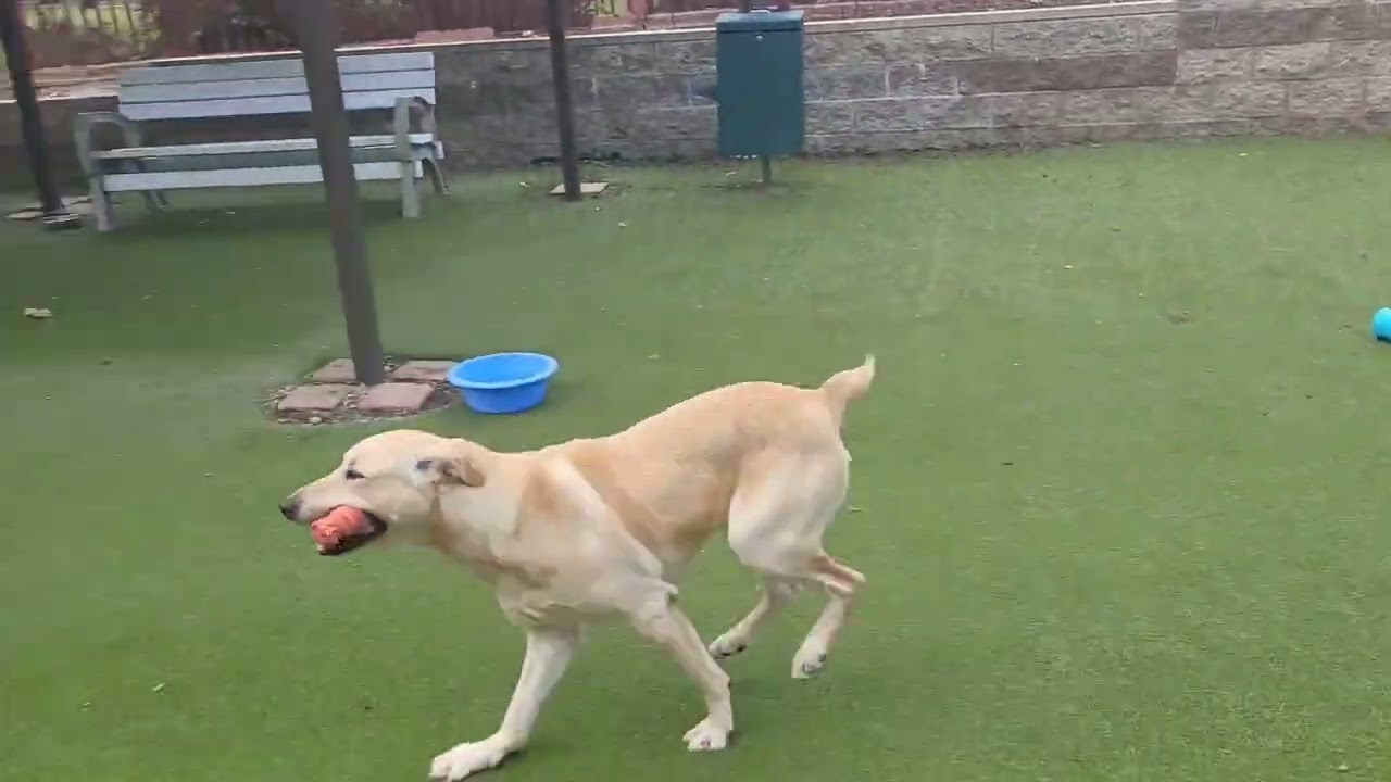 Enlarge MARVIN, a Adoptable mixed breed in Upland, CA video 6/6