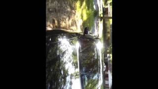 Black diamond charger stupid glass house