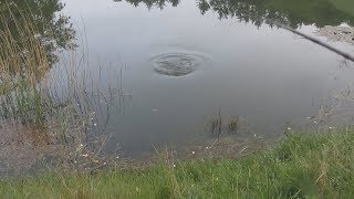 Ловля сазана на хлеб